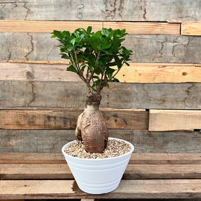 1点物【ガジュマル】クネクネ!8号 観葉植物 ガジュマル 4号 股 1点物【ガジュマル】クネクネ!8号 観葉植物 ガジュマル 4号 股