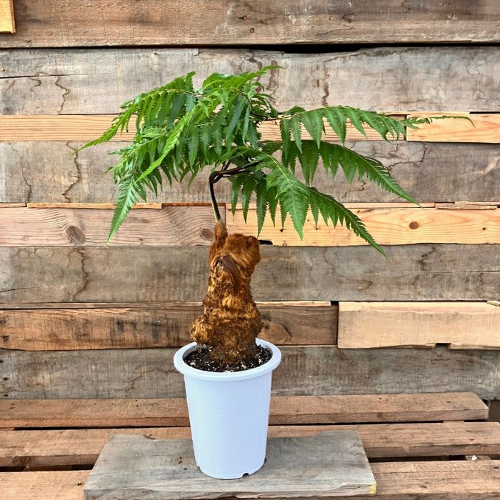 観葉植物現品販売