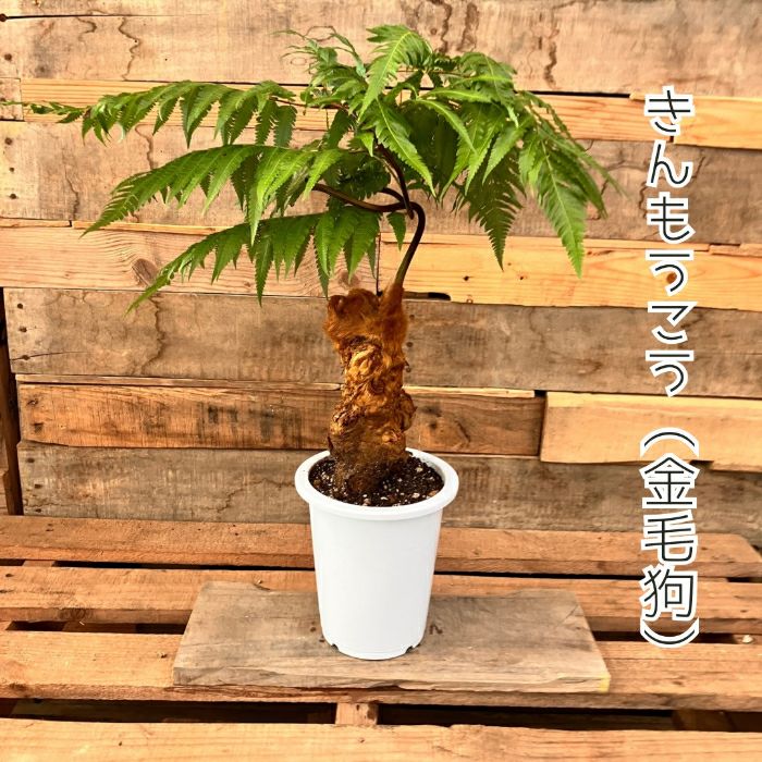観葉植物現品販売