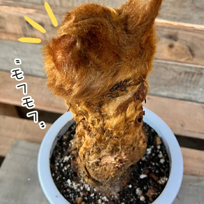 観葉植物現品販売