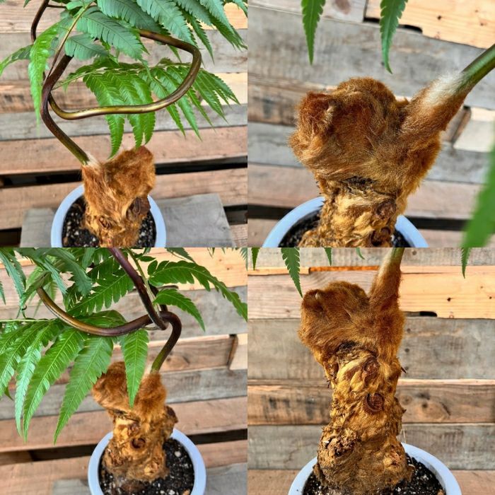 観葉植物現品販売