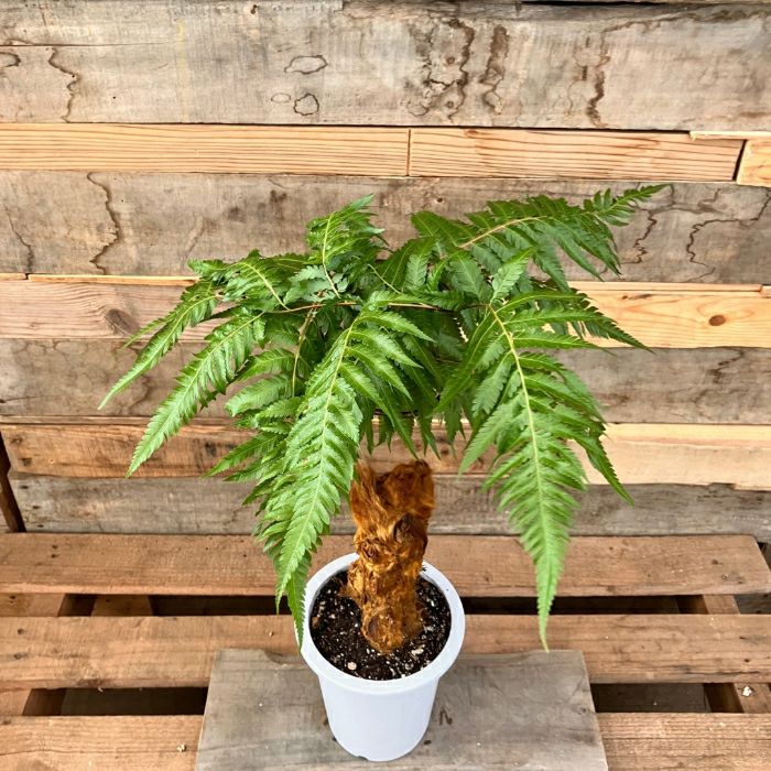 観葉植物現品販売