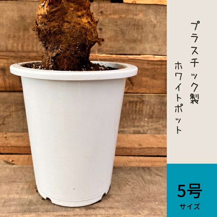 観葉植物現品販売