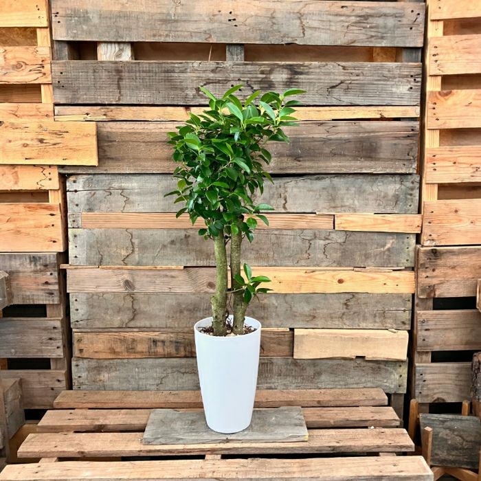 観葉植物現品販売