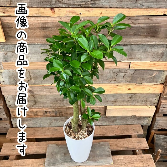 観葉植物現品販売