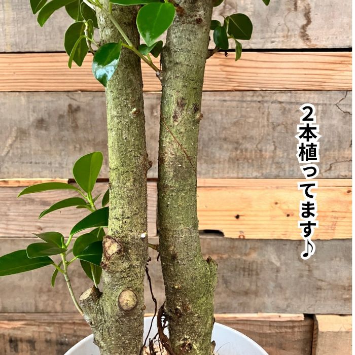 観葉植物現品販売