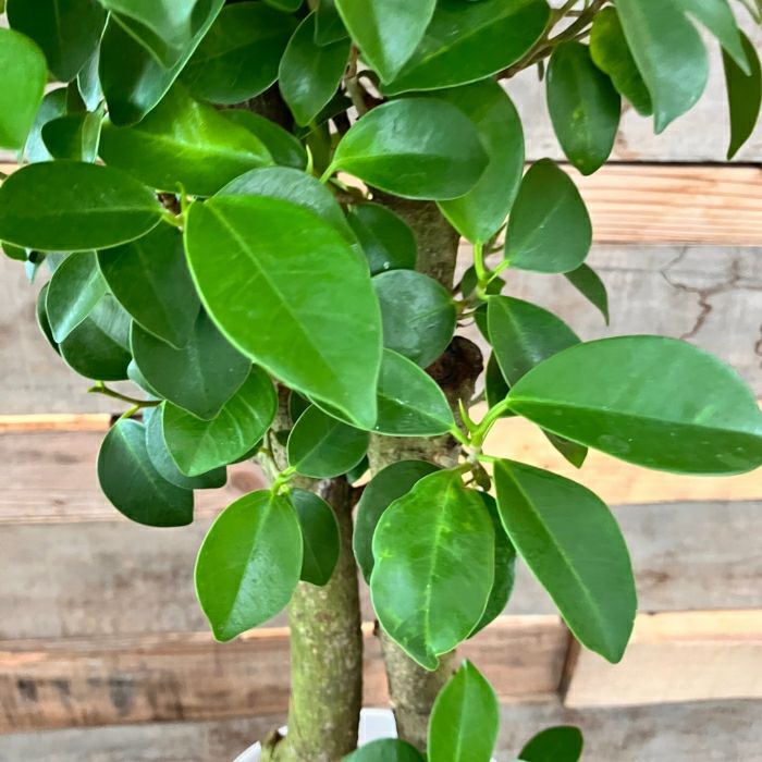 観葉植物現品販売