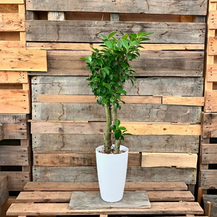 観葉植物現品販売