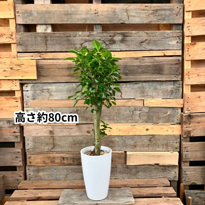 観葉植物現品販売