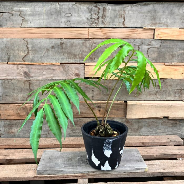 観葉植物現品販売