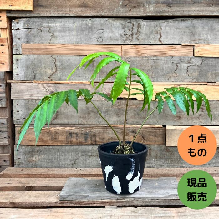 観葉植物現品販売