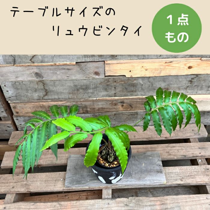 観葉植物現品販売