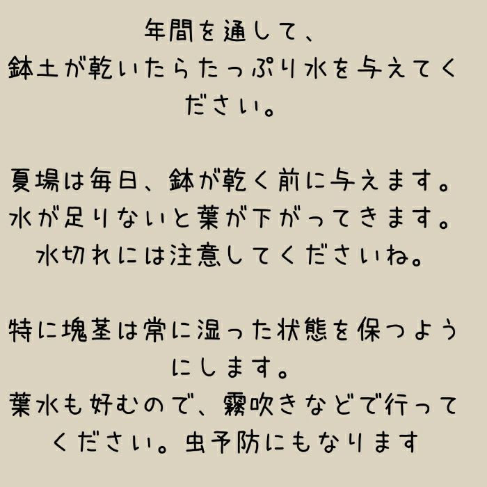 観葉植物現品販売