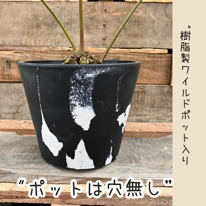 観葉植物現品販売