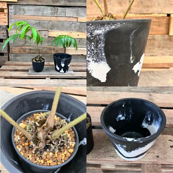 観葉植物現品販売