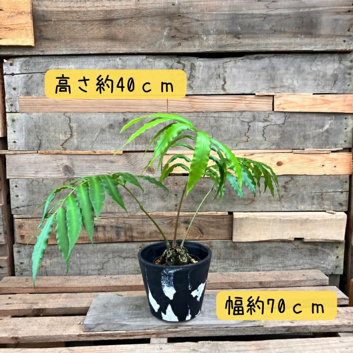 観葉植物現品販売