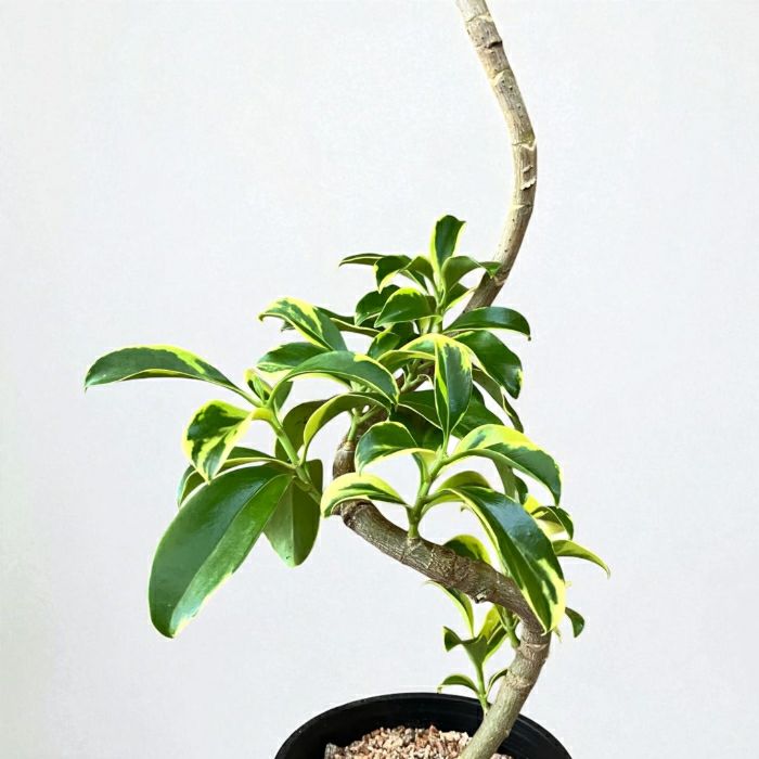 観葉植物現品販売