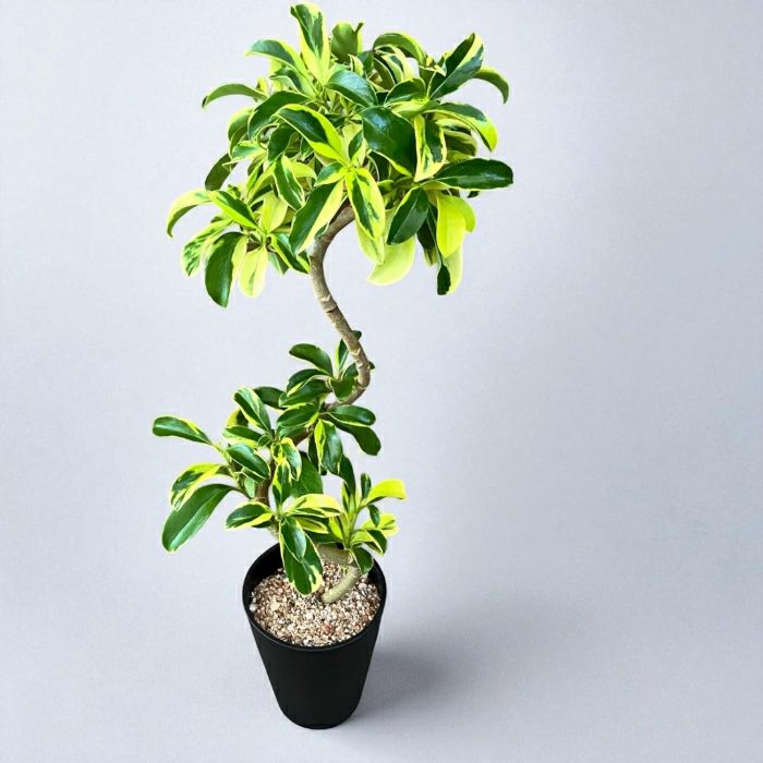 観葉植物現品販売