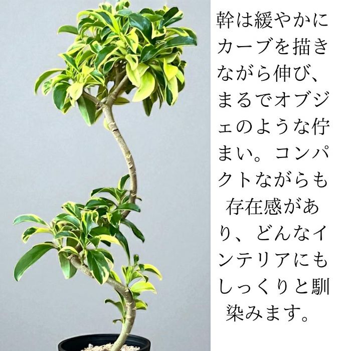 観葉植物現品販売