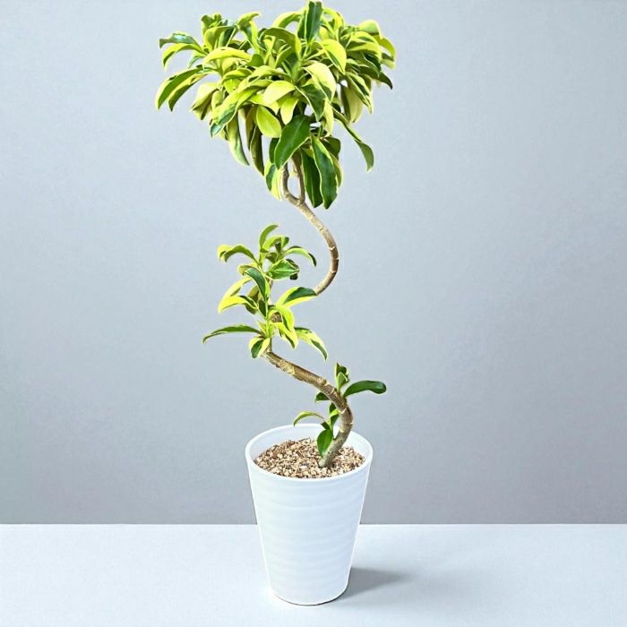 観葉植物現品販売