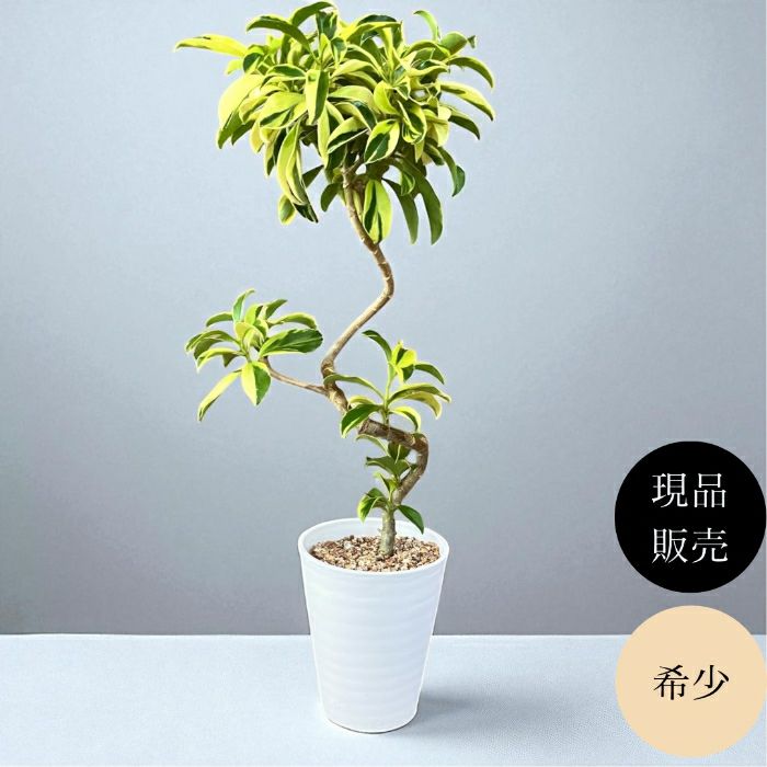 観葉植物現品販売