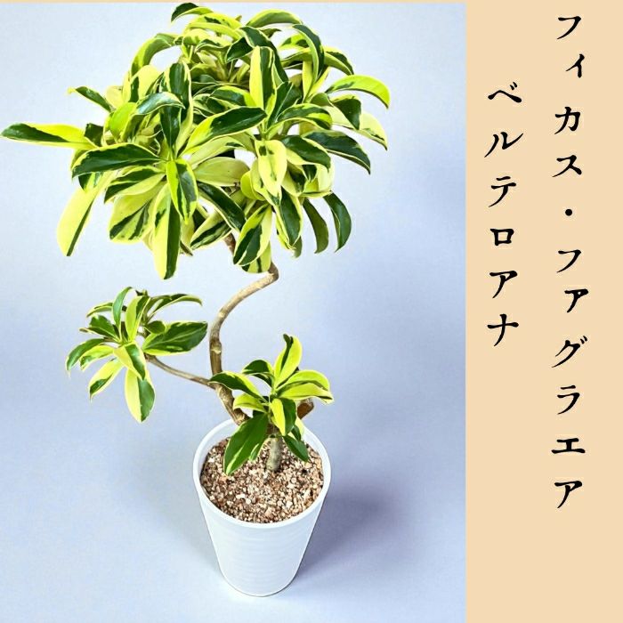 観葉植物現品販売
