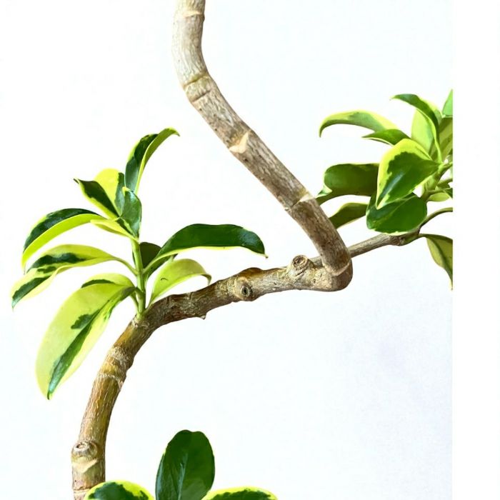 観葉植物現品販売