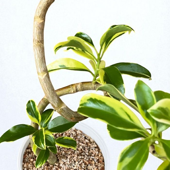 観葉植物現品販売