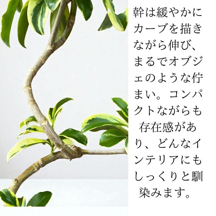 観葉植物現品販売