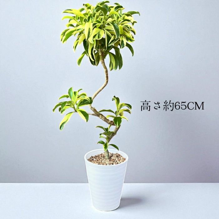 観葉植物現品販売