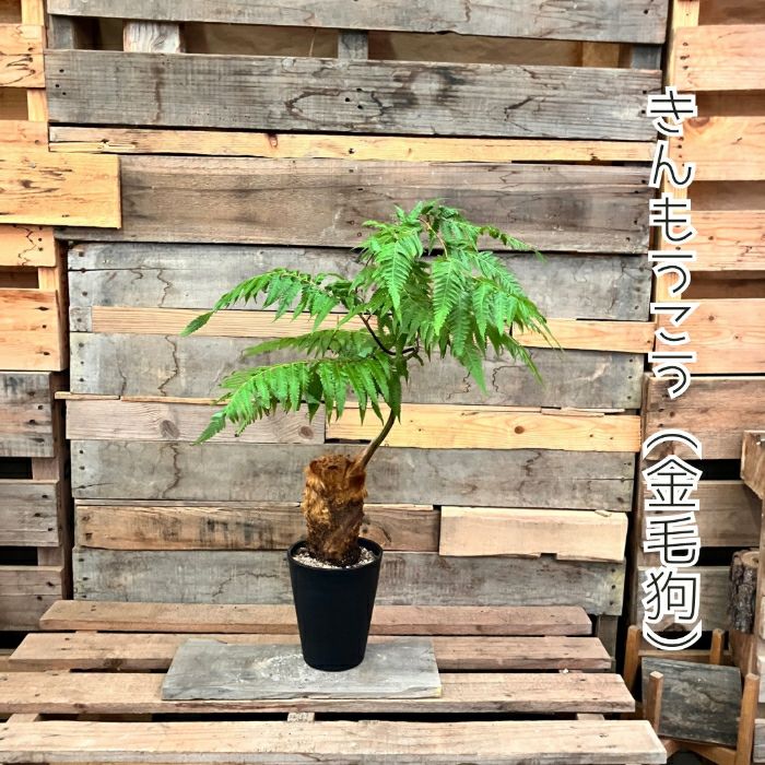 観葉植物現品販売
