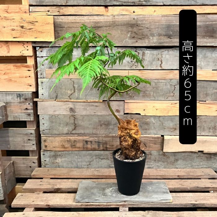 観葉植物現品販売