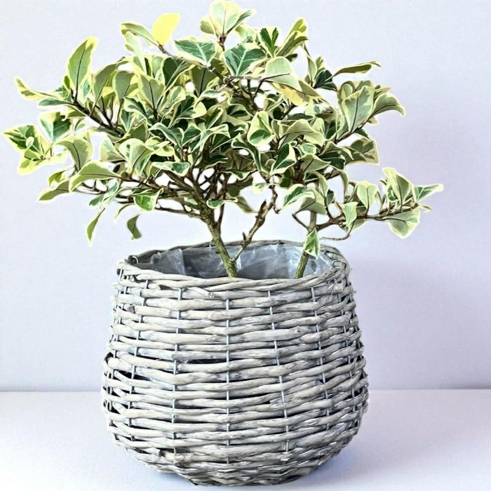 観葉植物現品販売