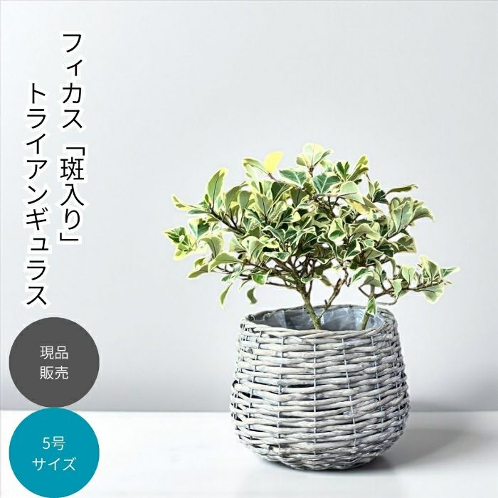 観葉植物現品販売