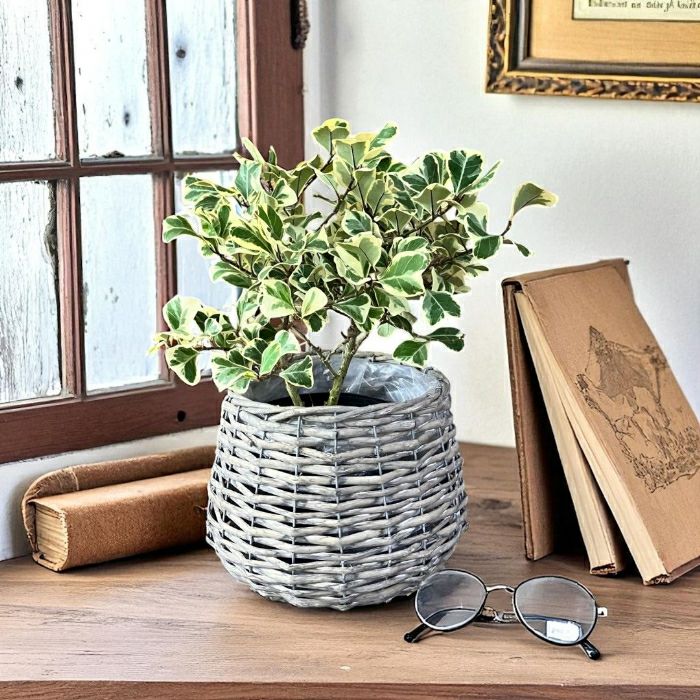 観葉植物現品販売