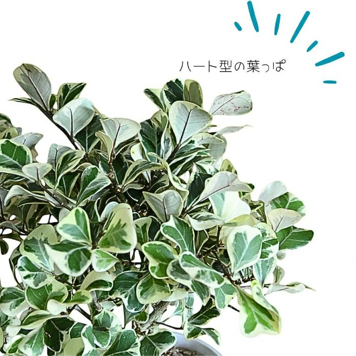 観葉植物現品販売