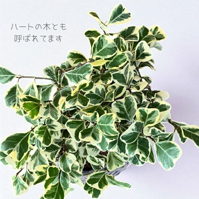 観葉植物現品販売