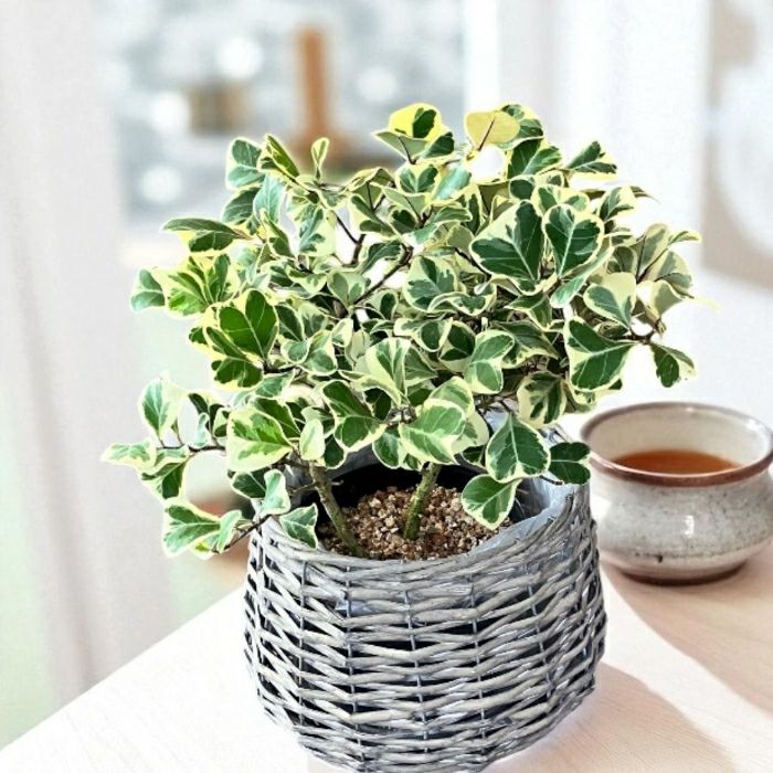 観葉植物現品販売