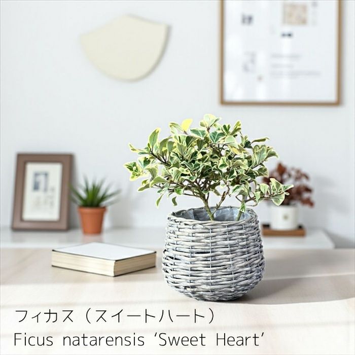 観葉植物現品販売