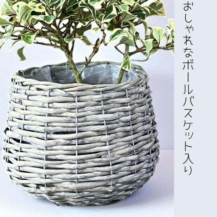 観葉植物現品販売