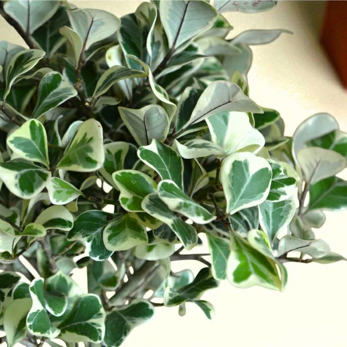 観葉植物現品販売