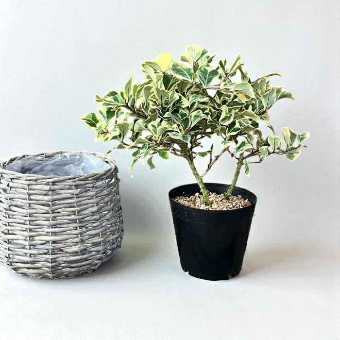 観葉植物現品販売