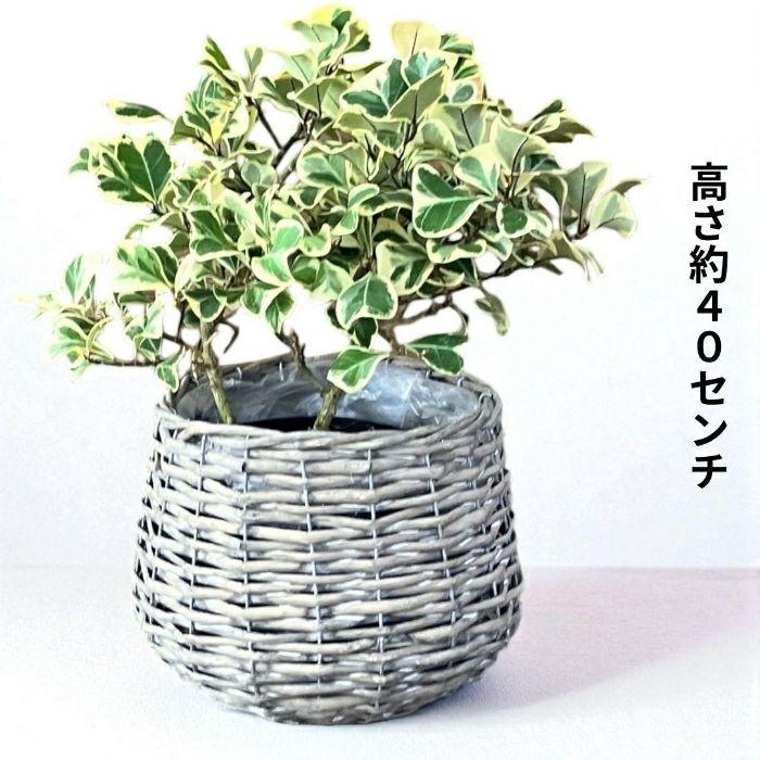 観葉植物現品販売