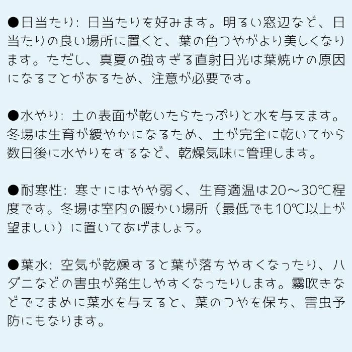 観葉植物現品販売