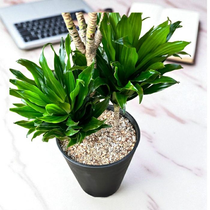 観葉植物現品販売