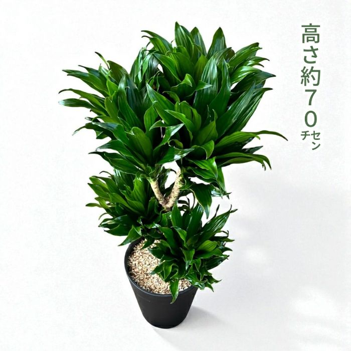 観葉植物現品販売