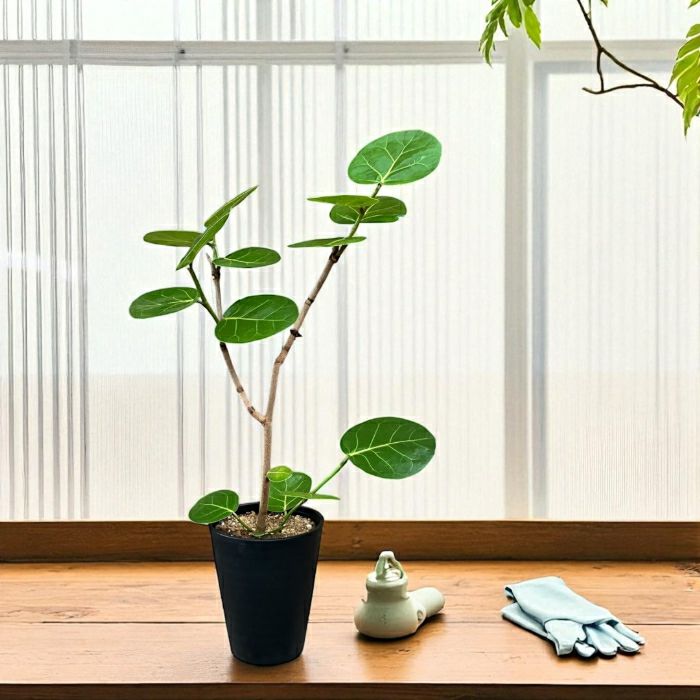 観葉植物現品販売