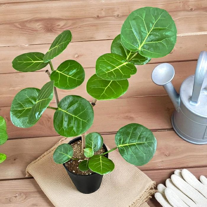 観葉植物現品販売