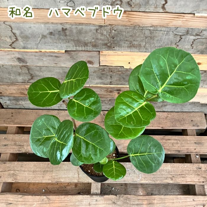 観葉植物現品販売