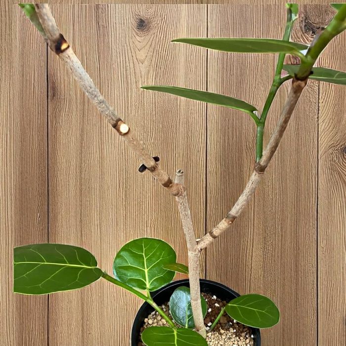 観葉植物現品販売